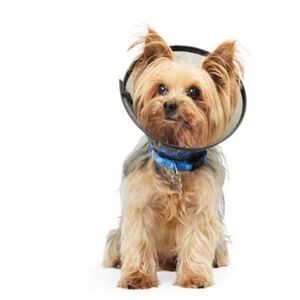 Pet Cone Collar - Small
